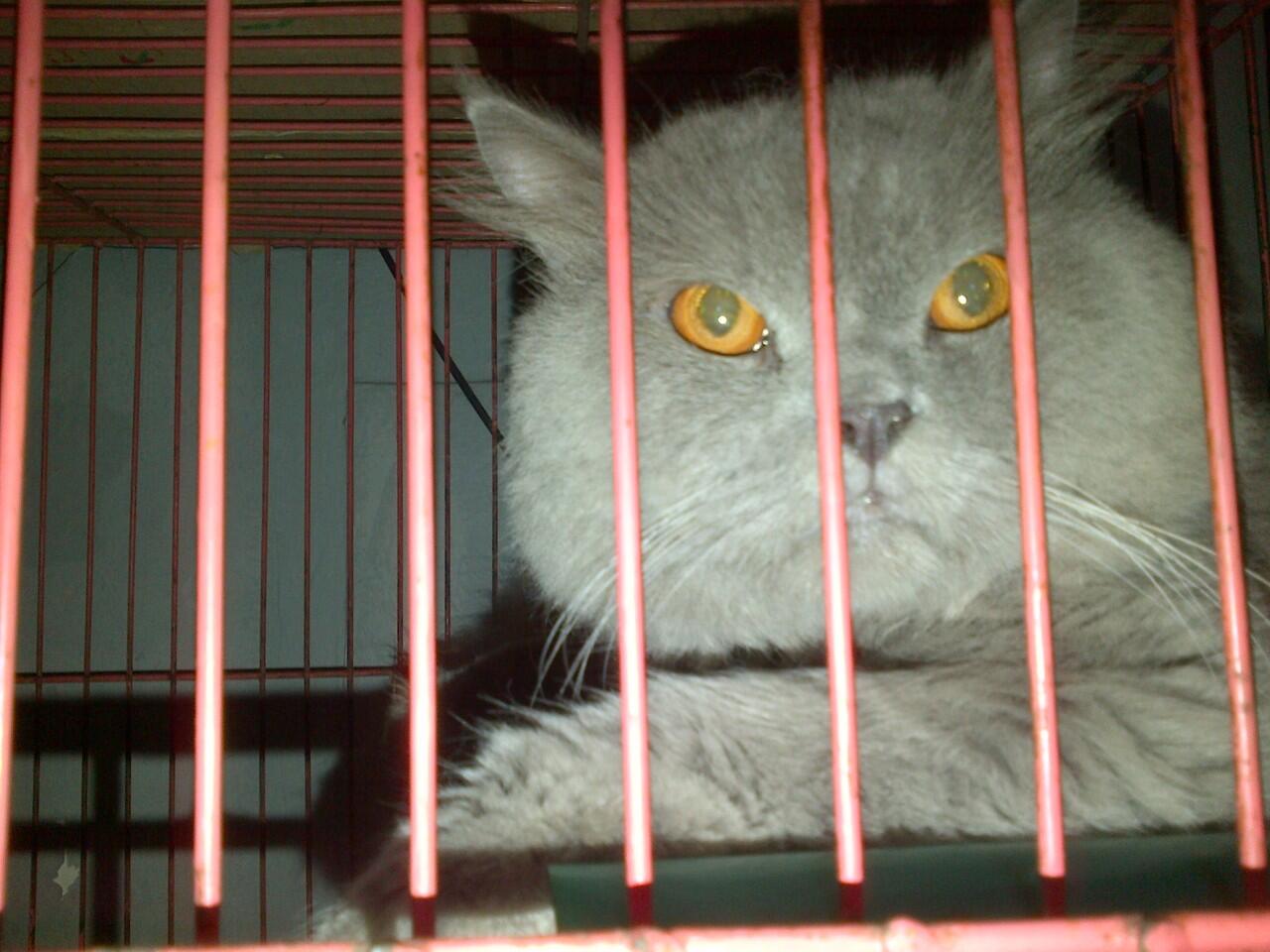 persia jantan jago kawin