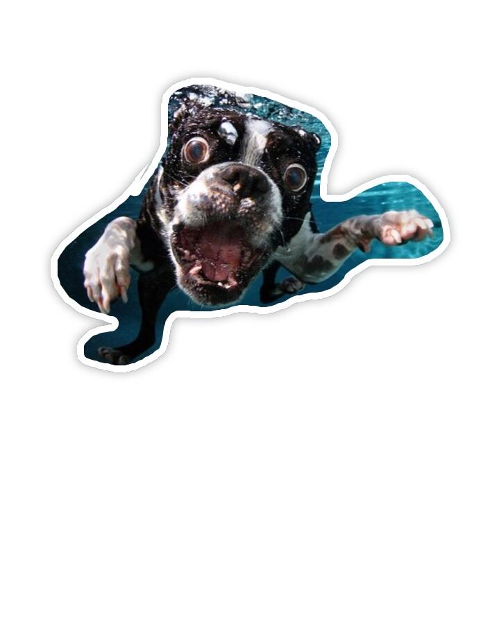 Tes jualan doggie