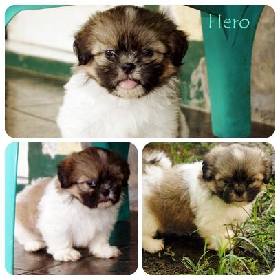 For sale anakan SHIH TZU male