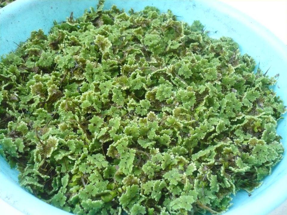 cari jual bibit benih azolla segar azolla microphylla cari jual bibit benih azolla segar azolla microphylla