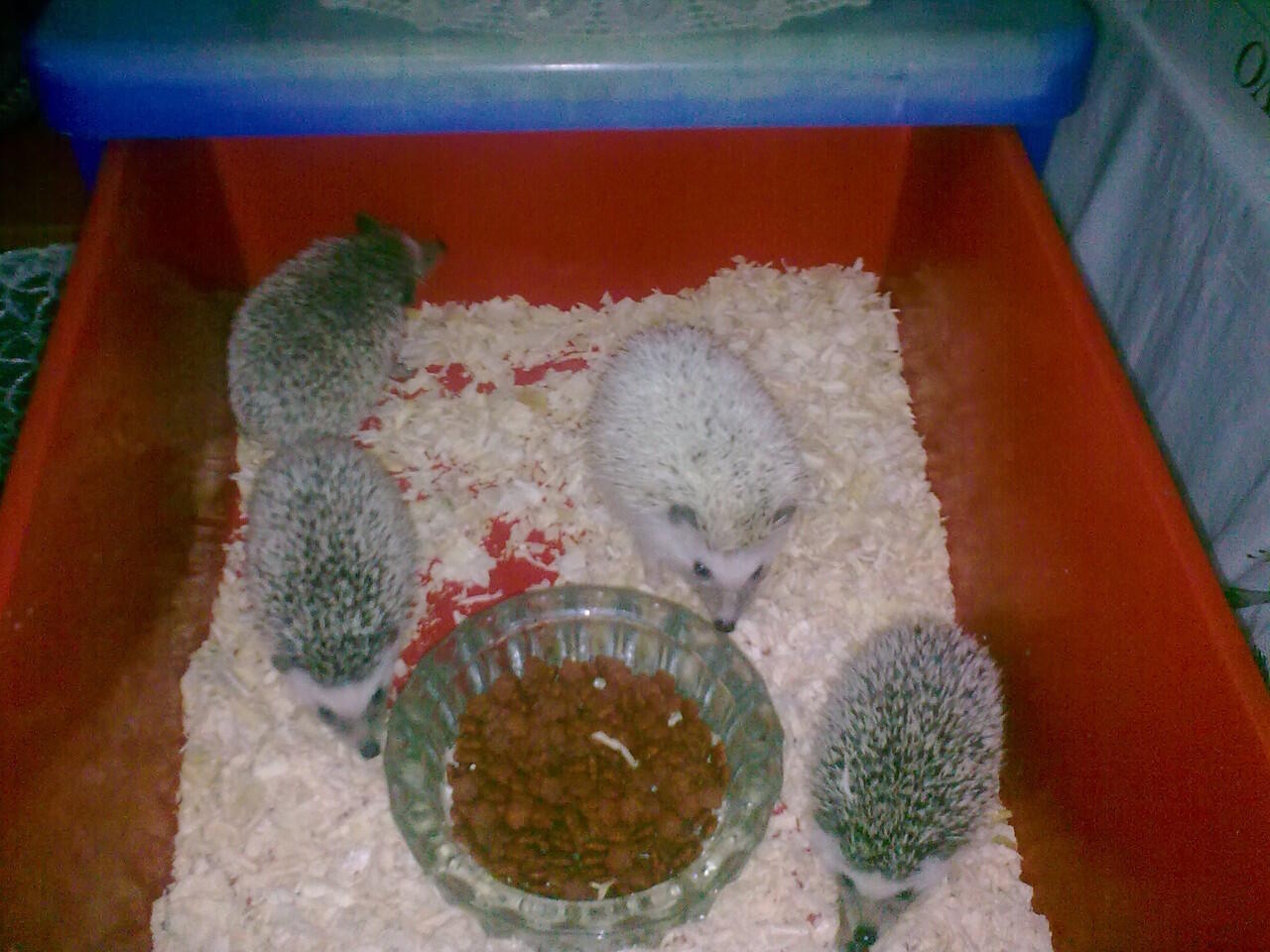 Jual cepat, landak mini malang super murmer