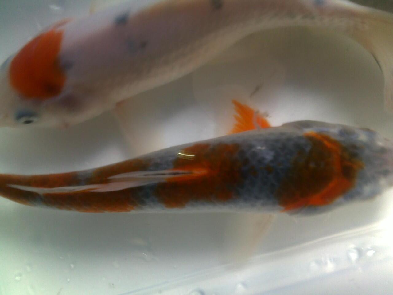ikan koi cantik jaminan mutu + murah + bisa borongan