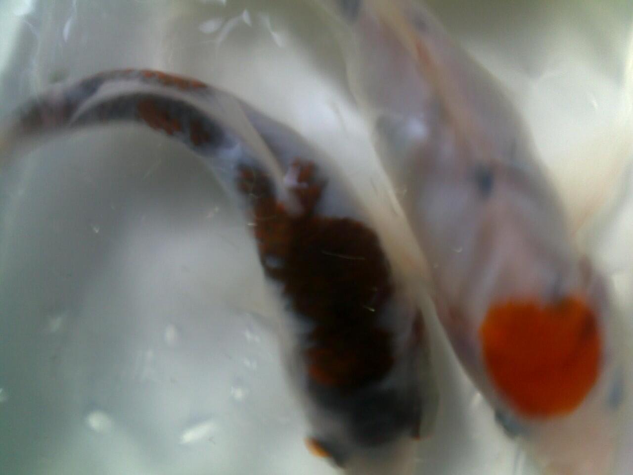 ikan koi cantik jaminan mutu + murah + bisa borongan