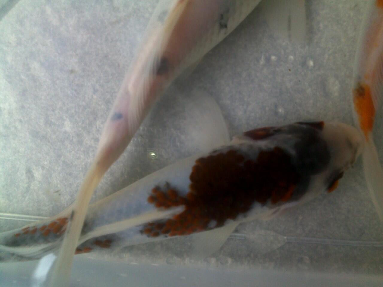 ikan koi cantik jaminan mutu + murah + bisa borongan