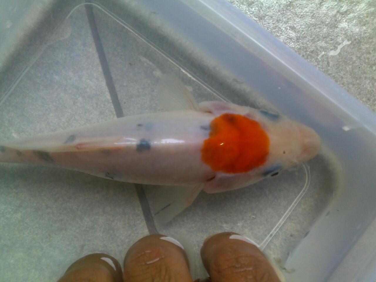 ikan koi cantik jaminan mutu + murah + bisa borongan