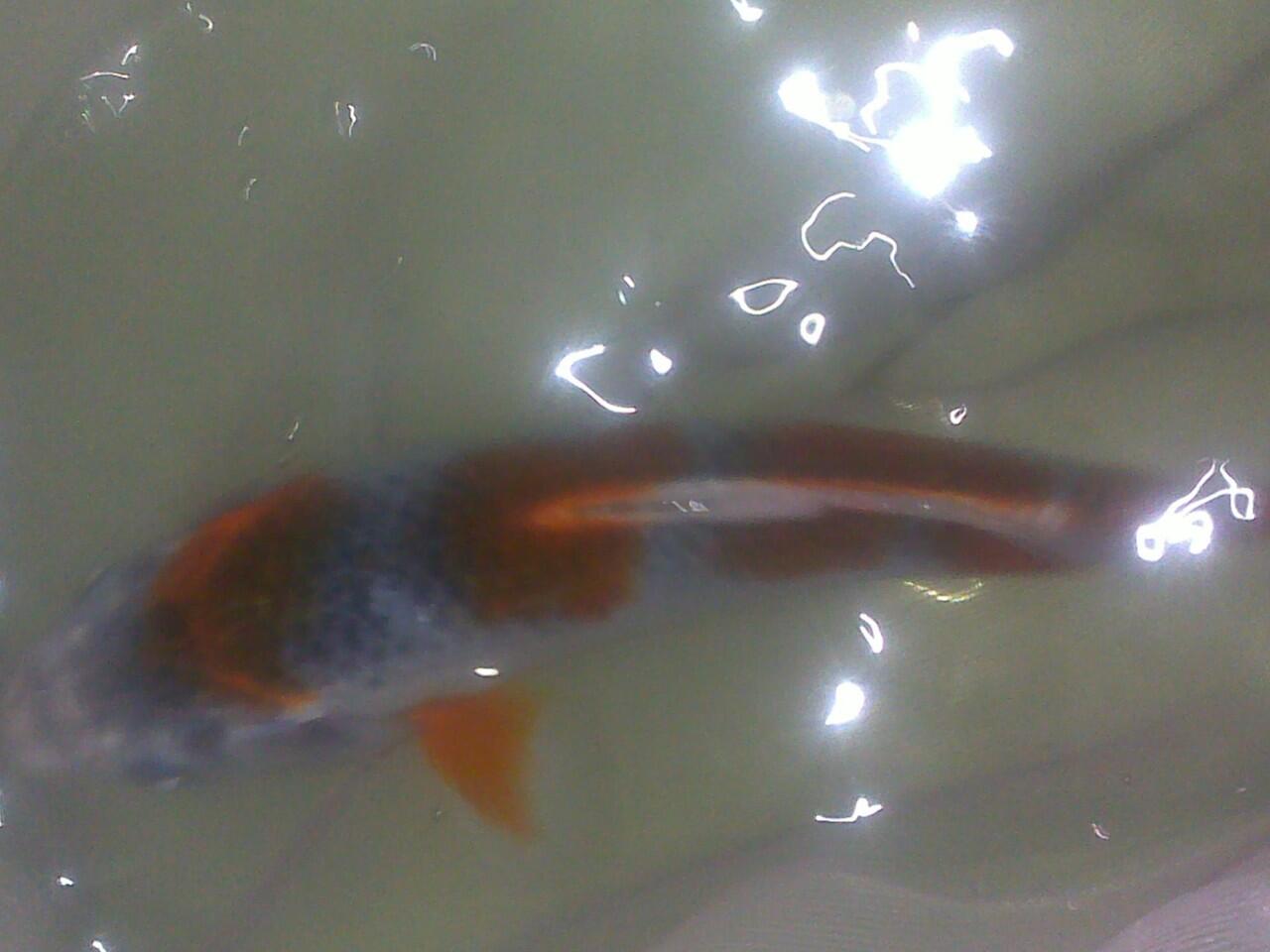 ikan koi cantik jaminan mutu + murah + bisa borongan