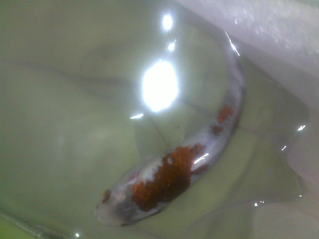 ikan koi cantik jaminan mutu + murah + bisa borongan
