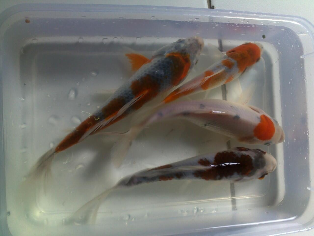 ikan koi cantik jaminan mutu + murah + bisa borongan