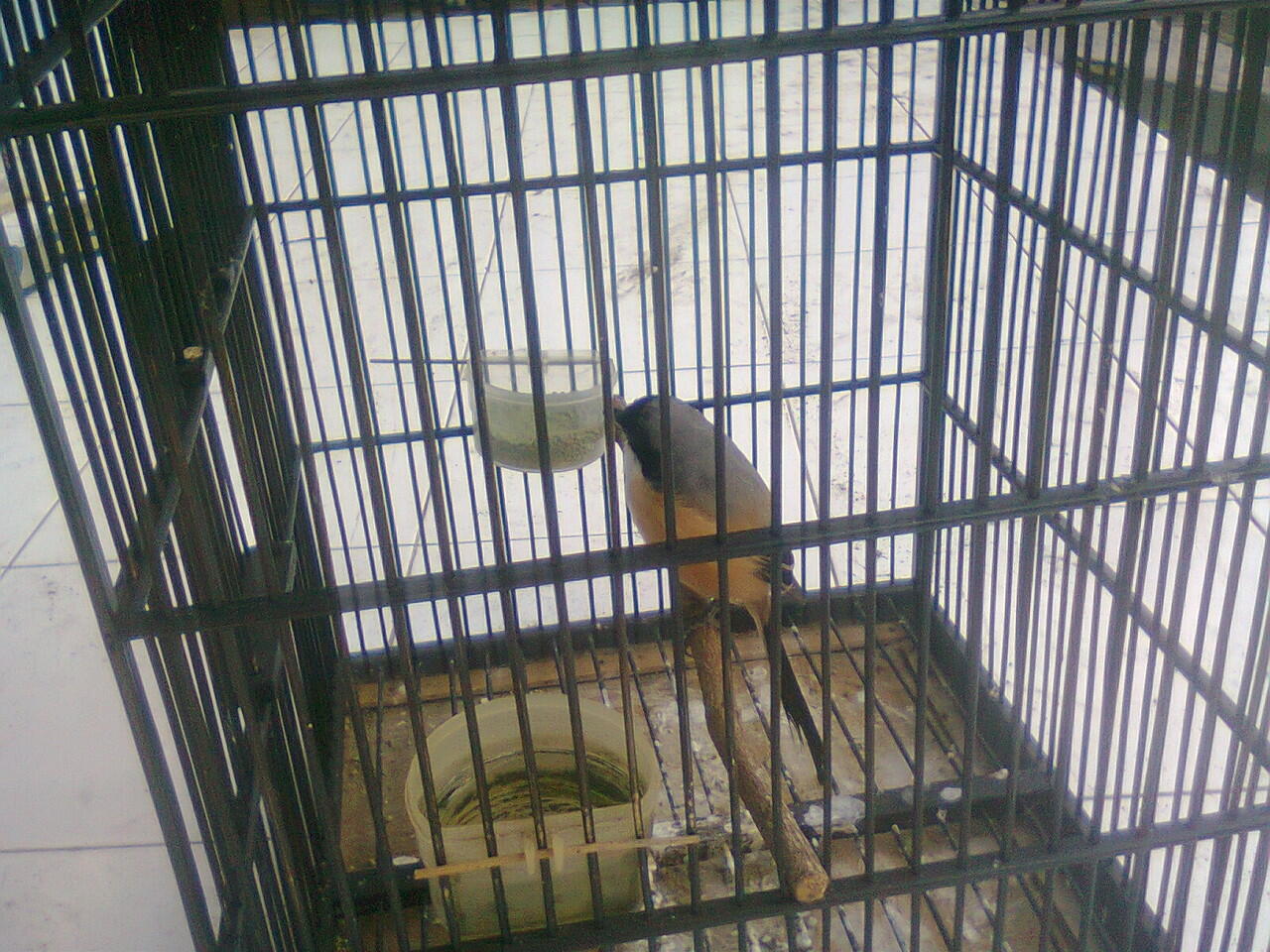 Di jual burung pentet gacor 350 nego