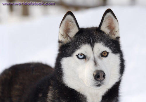 Image Result For Siberian Husky Rosso E Bianco