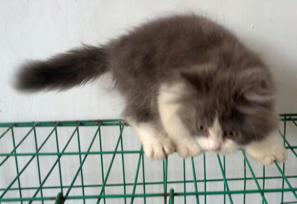 Kucing Kitten Persia Jantan 3 bulan