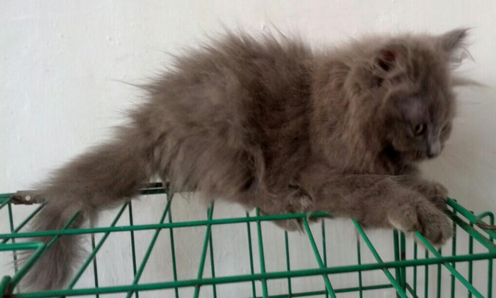 Jual Kitten Jantan Blacksmoke