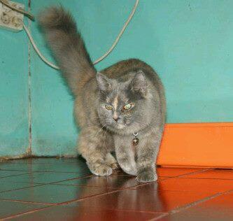 Jual kucing persia mix anggora mumer