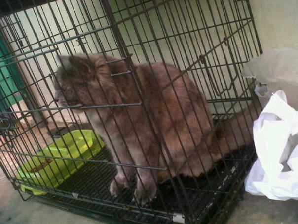 Jual kucing persia mix anggora mumer