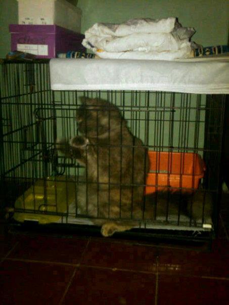 Jual kucing persia mix anggora mumer