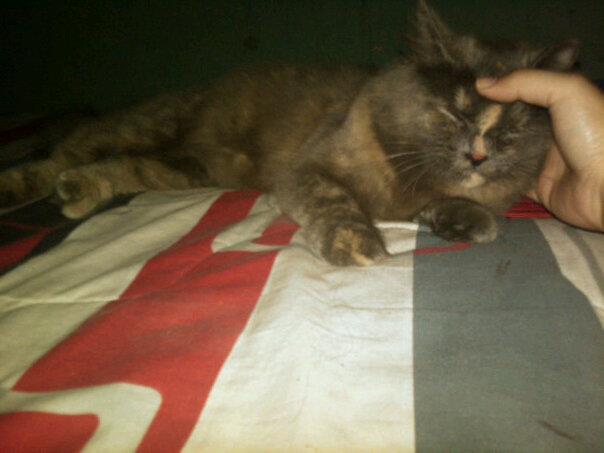Jual kucing persia mix anggora mumer