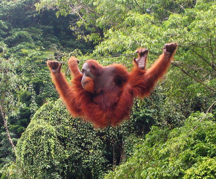 7 fakta unik Orang utan dari Sumatera