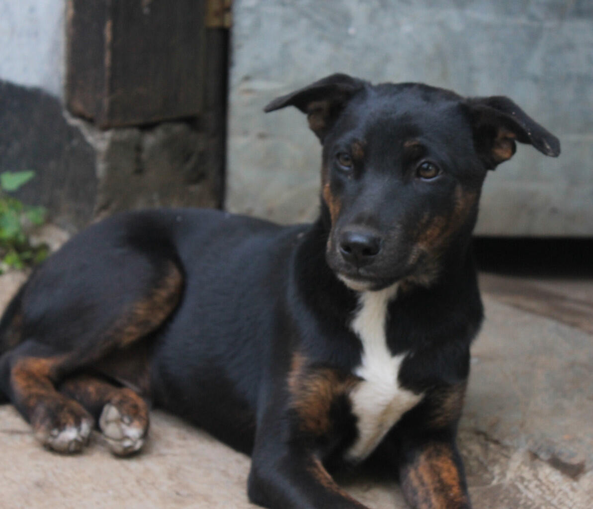 Jual Anjing Doberman Kaskus