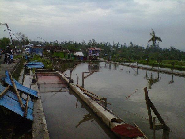 YOGYAKARTA DITERPA PUTING BELIUNG