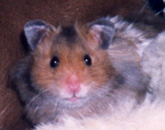 Jual Hamster Syirian Campbell dan PRE