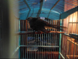 cucak rowo