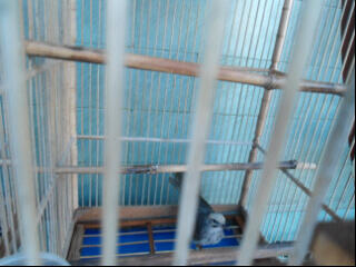 cucak rowo