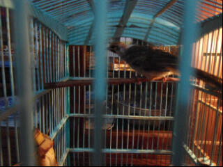 cucak rowo