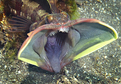 Monster Laut Yang Dapat Membuat Anda Bermimpi Buruk (+pic)