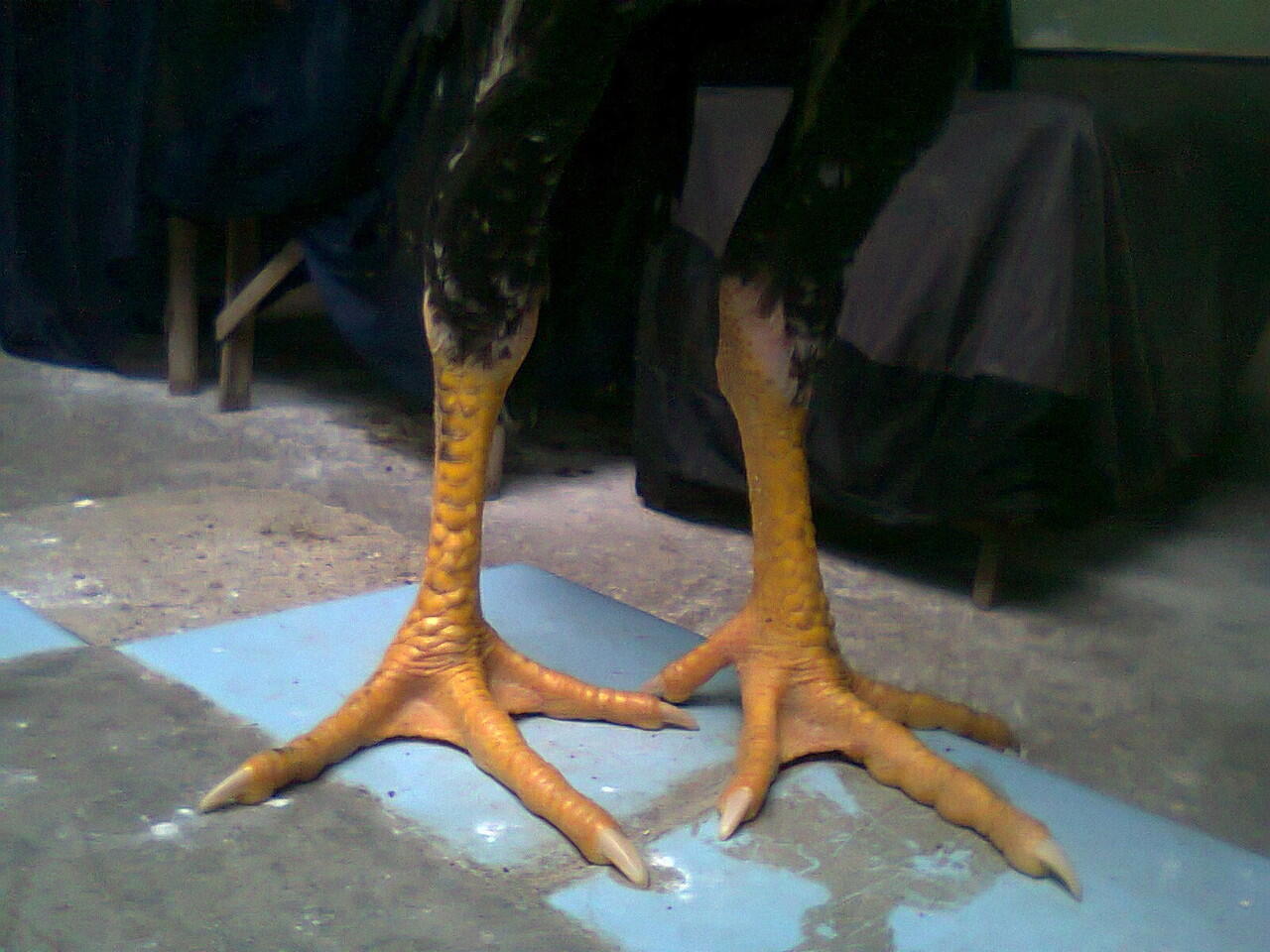 DOC Ayam Bangkok Aduan