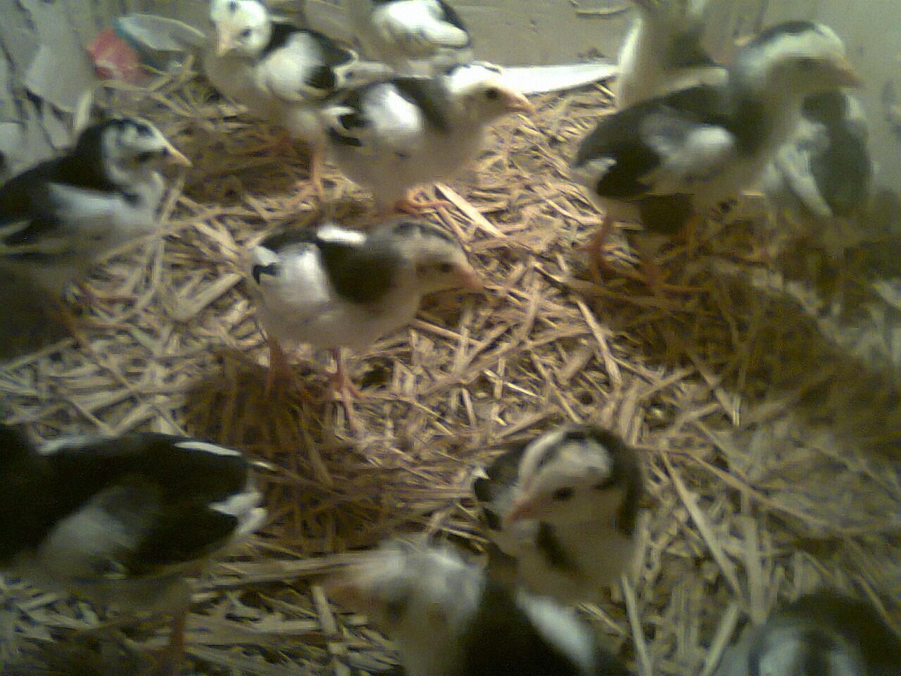 DOC Ayam Bangkok Aduan