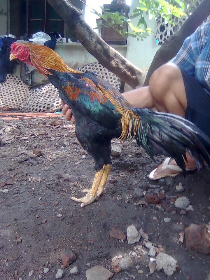 DOC Ayam Bangkok Aduan