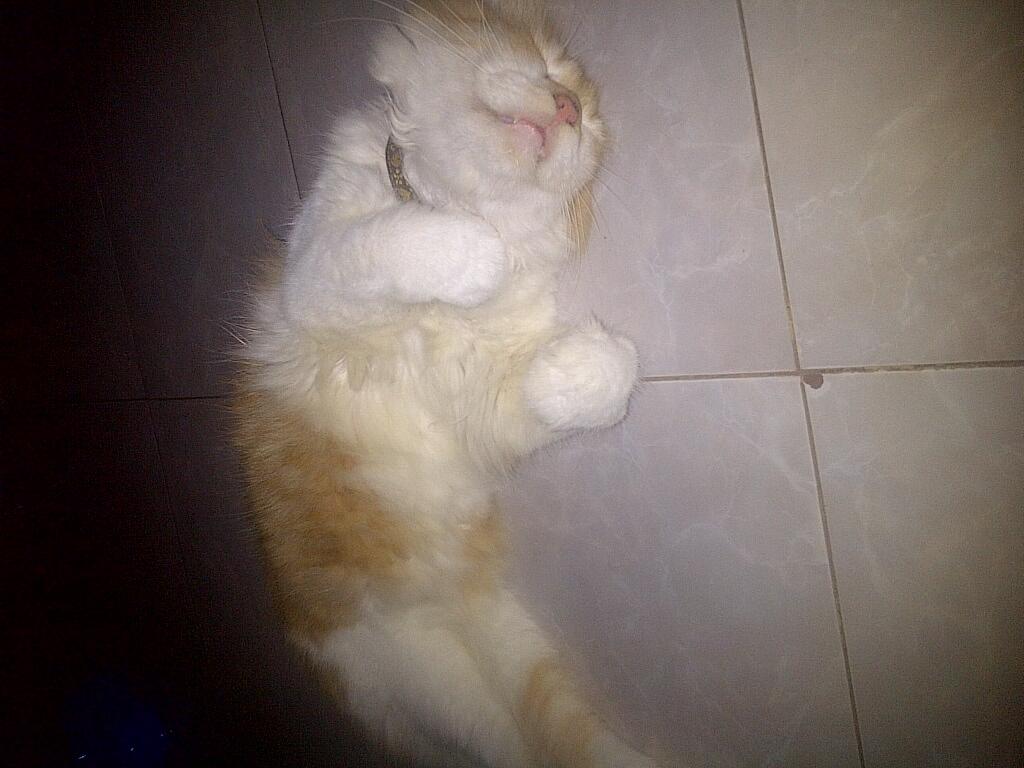 KUCING MAINE COON MIX PERSIA