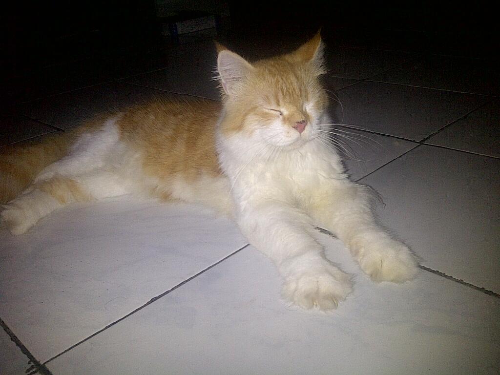 KUCING MAINE COON MIX PERSIA