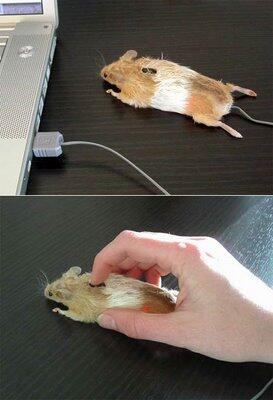 Mouse - mouse unik... Cekidot gan