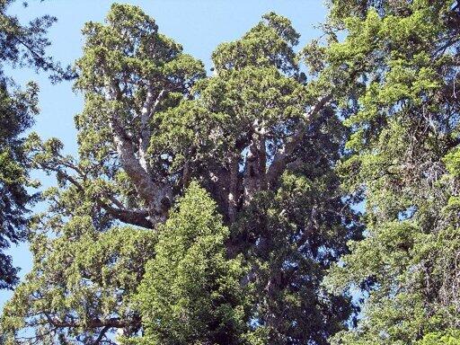 Pohon sequoia raksasa, terbesar di dunia !!
