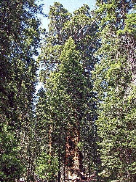 Pohon sequoia raksasa, terbesar di dunia !!