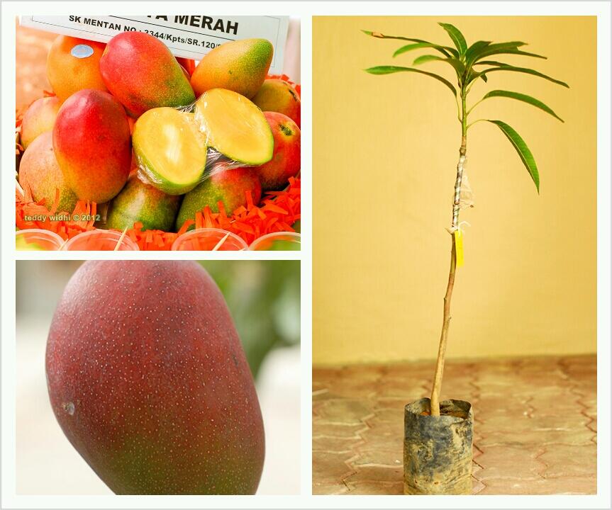 Bibit Mangga Garifta "Merah", "Orange", dan Mangga Unggul