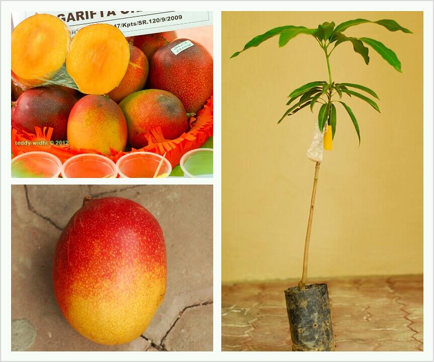 cari bibit mangga garifta quot merah quot quot orange quot dan mangga cari bibit mangga garifta quot merah quot quot orange quot dan mangga
