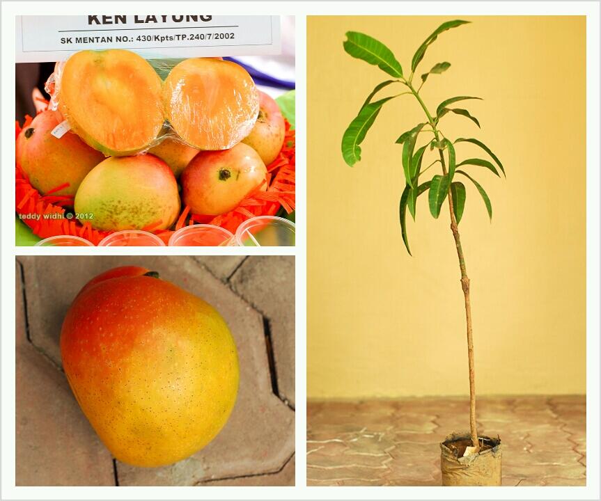 Bibit Mangga Garifta "Merah", "Orange", dan Mangga Unggul