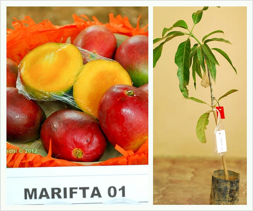 Bibit Mangga Garifta "Merah", "Orange", dan Mangga Unggul