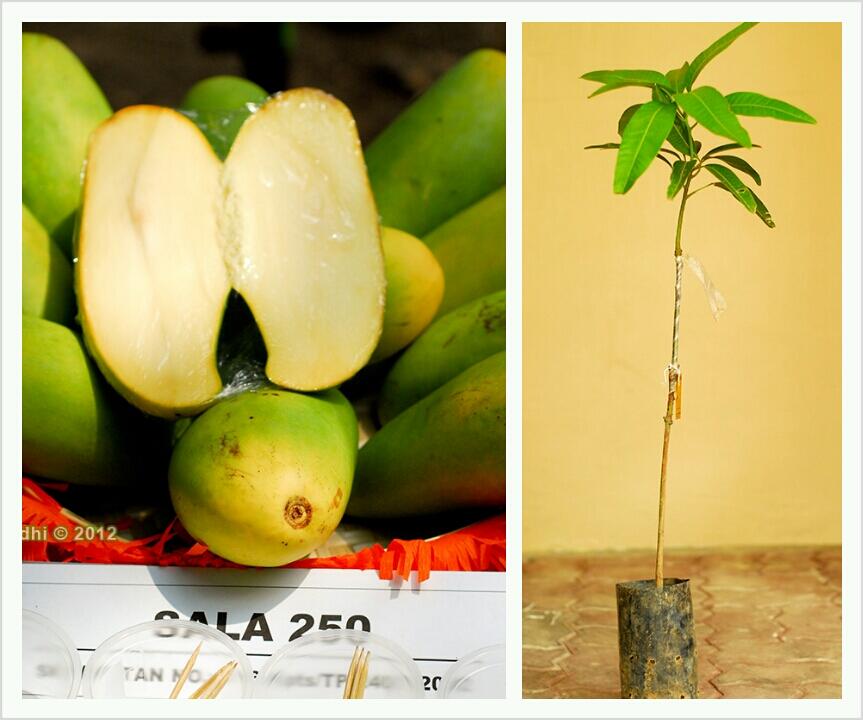 Bibit Mangga Garifta "Merah", "Orange", dan Mangga Unggul