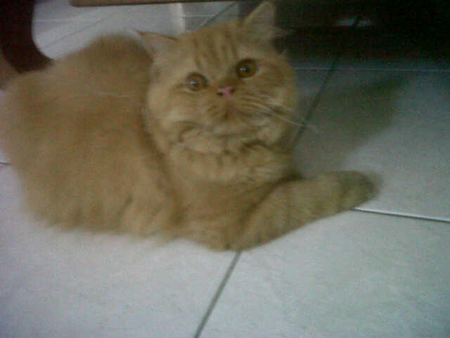 Persia jantan longhair flatnose ++bonus madiun, solo free onkir, jogja monggo mampir