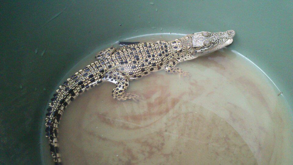 Jual Baby BUAYA
