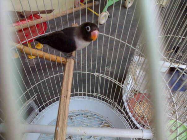Jual burung love bird