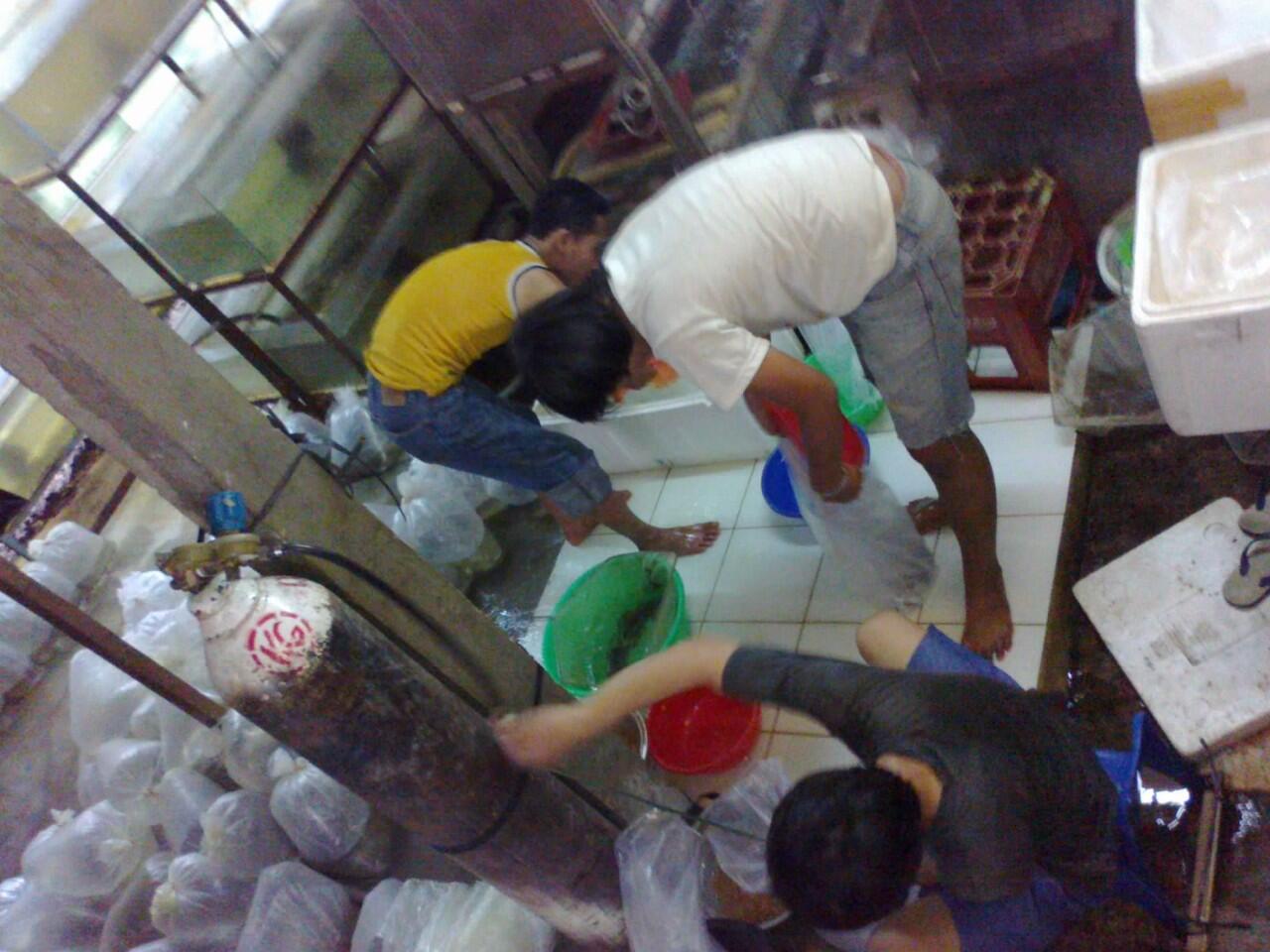 Garra Rufa (doctor Fish) Kualitas no: 1