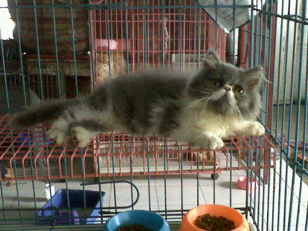 kucing persia jantan pekenose/pesek/pignose bicolour