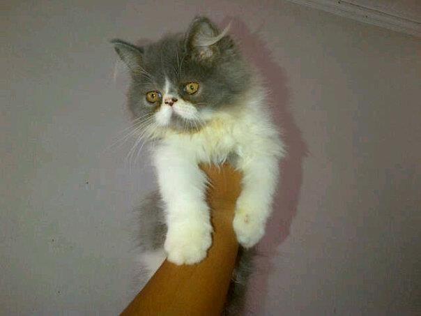 kucing persia jantan pekenose/pesek/pignose bicolour