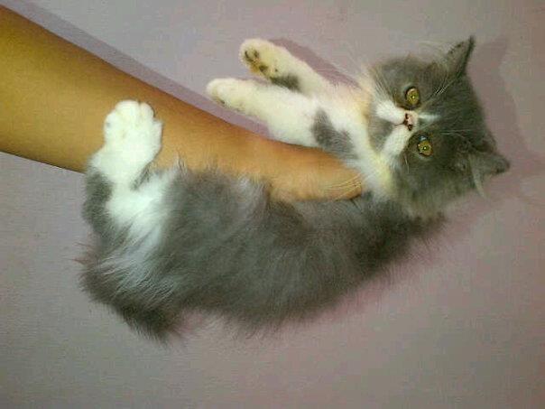 kucing persia jantan pekenose/pesek/pignose bicolour
