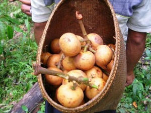 25 Buah Langka Dari Kalimantan