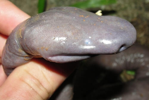 &#91;INFO&#93; Spesies Ular Terbaru Gan